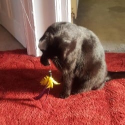 black cat Kit playing with feather toy